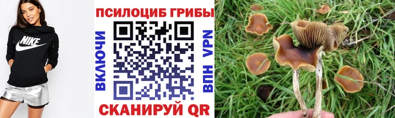 Купить  Минусинск  Галлюциногенные грибы Psilocybine cubensis 